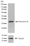 Granzyme B antibody, 710448, Invitrogen Antibodies, Western Blot image 