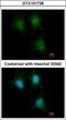 Interferon Induced Transmembrane Protein 1 antibody, GTX101728, GeneTex, Immunofluorescence image 