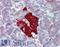 Insulin antibody, LS-B3159, Lifespan Biosciences, Immunohistochemistry frozen image 