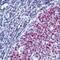 MutS Homolog 2 antibody, MBS395138, MyBioSource, Immunohistochemistry frozen image 