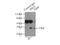 Inhibitor Of Growth Family Member 4 antibody, 16188-1-AP, Proteintech Group, Immunoprecipitation image 