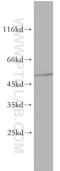 Solute Carrier Family 30 Member 8 antibody, 16169-1-AP, Proteintech Group, Western Blot image 