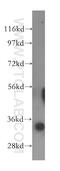 Glyoxalase Domain Containing 4 antibody, 16788-1-AP, Proteintech Group, Western Blot image 