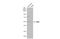 Mitogen-Activated Protein Kinase 9 antibody, NBP1-30905, Novus Biologicals, Western Blot image 