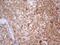 POU Class 2 Homeobox Associating Factor 1 antibody, NBP2-45374, Novus Biologicals, Immunohistochemistry paraffin image 
