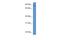 Tripartite Motif Containing 36 antibody, PA5-69224, Invitrogen Antibodies, Western Blot image 