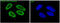 Activating Transcription Factor 2 antibody, M00916, Boster Biological Technology, Immunofluorescence image 