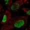 Quiescin Sulfhydryl Oxidase 1 antibody, NBP2-58318, Novus Biologicals, Immunofluorescence image 