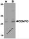 Centromere Protein O antibody, 5433, ProSci, Western Blot image 