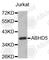 Abhydrolase Domain Containing 5 antibody, A6801, ABclonal Technology, Western Blot image 