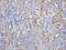 Lymphotactin antibody, PA1406, Boster Biological Technology, Immunohistochemistry frozen image 