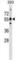 Glutamate Rich WD Repeat Containing 1 antibody, abx030314, Abbexa, Western Blot image 