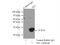 Thymidine Kinase 1 antibody, 15691-1-AP, Proteintech Group, Immunoprecipitation image 