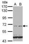 Family With Sequence Similarity 111 Member B antibody, PA5-28529, Invitrogen Antibodies, Western Blot image 
