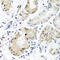 Poly(RC) Binding Protein 1 antibody, 13-649, ProSci, Immunohistochemistry frozen image 