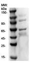 p65 antibody, TA354847, Origene, Western Blot image 