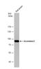 Aconitase 2 antibody, NBP1-32781, Novus Biologicals, Western Blot image 