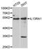 Interleukin 13 Receptor Subunit Alpha 1 antibody, A6628, ABclonal Technology, Western Blot image 