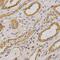 Rho GTPase Activating Protein 25 antibody, GTX30063, GeneTex, Immunohistochemistry paraffin image 