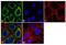 Keratin 8 antibody, MA5-14428, Invitrogen Antibodies, Immunofluorescence image 