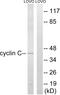 Cyclin C antibody, A05832-1, Boster Biological Technology, Western Blot image 