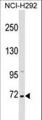 Zinc Finger Protein 571 antibody, LS-C157477, Lifespan Biosciences, Western Blot image 