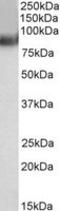 Tripartite Motif Containing 55 antibody, MBS420662, MyBioSource, Western Blot image 