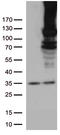 RB Transcriptional Corepressor 1 antibody, LS-C798262, Lifespan Biosciences, Western Blot image 