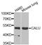 Calumenin antibody, PA5-76020, Invitrogen Antibodies, Western Blot image 