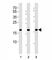 High Mobility Group AT-Hook 2 antibody, F52931-0.4ML, NSJ Bioreagents, Western Blot image 