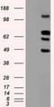 Sialic Acid Binding Ig Like Lectin 9 antibody, NBP1-47969, Novus Biologicals, Western Blot image 