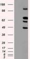 Sialic acid-binding Ig-like lectin 9 antibody, NBP1-47969, Novus Biologicals, Western Blot image 