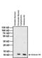 Histone Cluster 4 H4 antibody, MA3-050, Invitrogen Antibodies, Western Blot image 