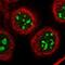 Centromere Protein H antibody, NBP1-82546, Novus Biologicals, Immunofluorescence image 