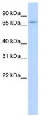 Zinc Finger Protein 708 antibody, TA339748, Origene, Western Blot image 