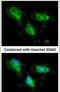 Fumarate Hydratase antibody, PA5-22091, Invitrogen Antibodies, Immunofluorescence image 