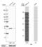 Adenylate Kinase 4 antibody, PA5-61978, Invitrogen Antibodies, Western Blot image 