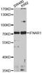 Interferon Alpha And Beta Receptor Subunit 1 antibody, GTX54322, GeneTex, Western Blot image 