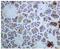 Elastase, Neutrophil Expressed antibody, ab131260, Abcam, Immunohistochemistry paraffin image 