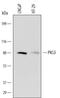 Protein Kinase C Delta antibody, AF4585, R&D Systems, Western Blot image 