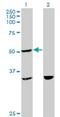 Tetratricopeptide Repeat Domain 4 antibody, H00007268-M09, Novus Biologicals, Western Blot image 