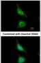 Aladin WD Repeat Nucleoporin antibody, PA5-27197, Invitrogen Antibodies, Immunofluorescence image 