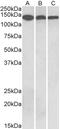 Contactin 1 antibody, LS-B10585, Lifespan Biosciences, Western Blot image 