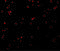 C1q And TNF Related 2 antibody, 3671, ProSci, Immunofluorescence image 