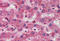 CAMP Responsive Element Binding Protein 3 Like 1 antibody, MBS244171, MyBioSource, Immunohistochemistry frozen image 