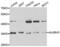 AlkB Homolog 3, Alpha-Ketoglutaratedependent Dioxygenase antibody, abx004450, Abbexa, Western Blot image 