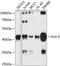 Major Histocompatibility Complex, Class I, E antibody, GTX64504, GeneTex, Western Blot image 