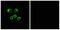 Olfactory Receptor Family 8 Subfamily U Member 1 antibody, A18813, Boster Biological Technology, Western Blot image 