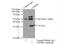 Charged Multivesicular Body Protein 6 antibody, 16278-1-AP, Proteintech Group, Immunoprecipitation image 