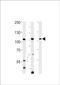 Tuftelin Interacting Protein 11 antibody, PA5-49275, Invitrogen Antibodies, Western Blot image 